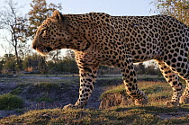 Leopard (Panthera pardus) at sunset, Botswana