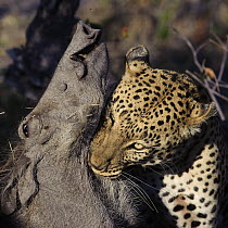 Leopard (Panthera pardus) carrying Warthog (Phacochoerus africanus) prey, Botswana