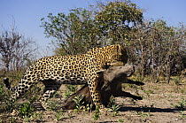 Leopard (Panthera pardus) carrying Warthog (Phacochoerus africanus) carcass, Botswana