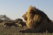 African Lion (Panthera leo) cubs playing around male, Botswana