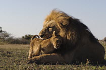 African Lion (Panthera leo) cub nuzzling against male, Botswana