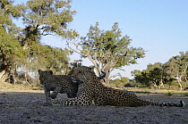 Leopard (Panthera pardus) mother and cub, Botswana