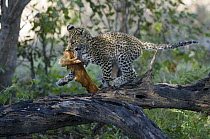 Leopard (Panthera pardus) cub carrying hide, Botswana