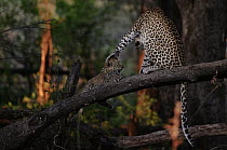 Leopard (Panthera pardus) mother playing with cub, Botswana