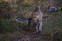 Leopard (Panthera pardus) mother and cubs, with one cub jumping on female, Botswana