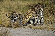 Leopard (Panthera pardus) mother and cubs, Botswana