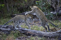 Leopard (Panthera pardus) cubs playing, Botswana