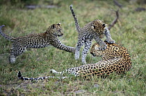 Leopard (Panthera pardus) cubs playing with mother, Botswana