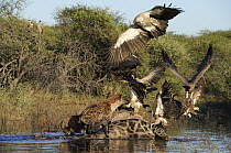 Spotted Hyena (Crocuta crocuta) chasing Cape Vulture (Gyps coprotheres) and White-backed Vultures (Gyps africanus) from zebra carcass, Botswana