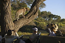 Leopard (Panthera pardus) on tree being photographed by tourists, Botswana