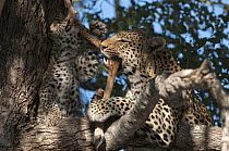 Leopard (Panthera pardus) mother and cub feeding in tree, Botswana