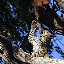 Leopard (Panthera pardus) cub feeding in tree, Botswana