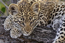 Leopard (Panthera pardus) cub resting, Botswana