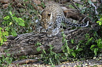 Leopard (Panthera pardus) cub, Botswana