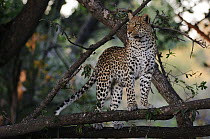 Leopard (Panthera pardus) female in tree, Botswana