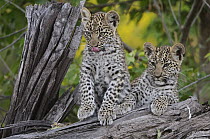 Leopard (Panthera pardus) cubs, Botswana