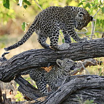 Leopard (Panthera pardus) cubs playing, Botswana
