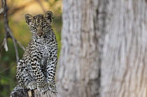 Leopard (Panthera pardus) cub in tree, Botswana