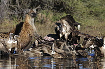 Spotted Hyena (Crocuta crocuta) and White-backed Vultures (Gyps africanus) at giraffe carcass, Botswana