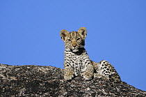 Leopard (Panthera pardus) cub, Botswana