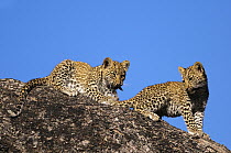 Leopard (Panthera pardus) cubs, Botswana