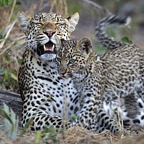 Leopard (Panthera pardus) cub nuzzling against mother, Botswana