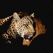 Leopard (Panthera pardus), Botswana