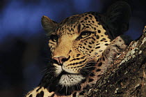 Leopard (Panthera pardus) in tree, Botswana