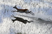Lechwe (Kobus leche) female running through shallow water, Botswana