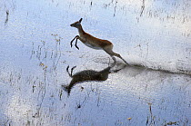 Lechwe (Kobus leche) female running through shallow water, Botswana
