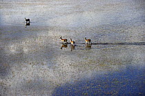 Lechwe (Kobus leche) herd in shallow water on flood plain, Botswana