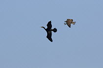 Osprey (Pandion haliaetus) chasing Cormorant (Phalacrocoracidae), Volga Delta, Russia