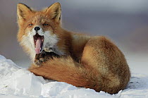 Red Fox (Vulpes vulpes) yawning, Kamchatka, Russia