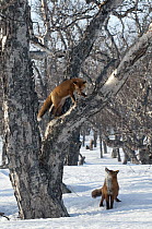 Red Fox (Vulpes vulpes) pair, one climbing tree, Kamchatka, Russia