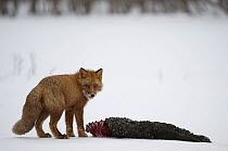 Red Fox (Vulpes vulpes) scavenging carcass, Kamchatka, Russia