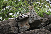 Leopard (Panthera pardus) on rocks, Botswana