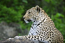 Leopard (Panthera pardus), Botswana