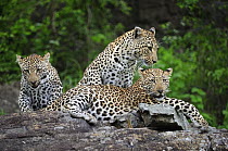 Leopard (Panthera pardus) female and cubs, Botswana