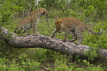 Leopard (Panthera pardus) displaying aggressive behavior, Botswana