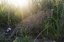 Leopard (Panthera pardus) in brush, Botswana