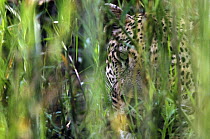 Leopard (Panthera pardus) hidden in brush, Botswana