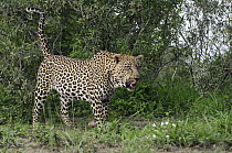 Leopard (Panthera pardus) spraying to mark territory, Botswana