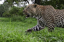 Leopard (Panthera pardus) stalking, Botswana
