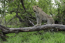 Leopard (Panthera pardus) on fallen tree, Botswana