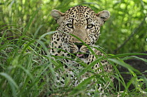 Leopard (Panthera pardus) in grass, Botswana
