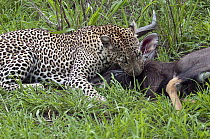 Leopard (Panthera pardus) killing Sitatunga (Tragelaphus spekii) prey, Botswana