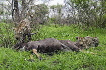 Leopard (Panthera pardus) mother and cub with Sitatunga (Tragelaphus spekii) prey, Botswana