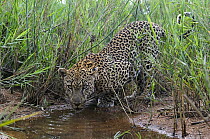 Leopard (Panthera pardus) drinking, Botswana