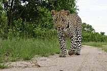 Leopard (Panthera pardus) walking, Botswana