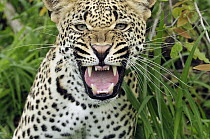 Leopard (Panthera pardus) snarling, Botswana